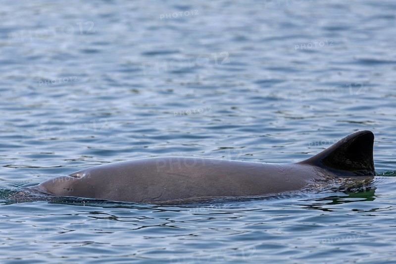 The blowhole of the Harbour porpoise (Phocoena phocoena) is clearly visible, Denmark