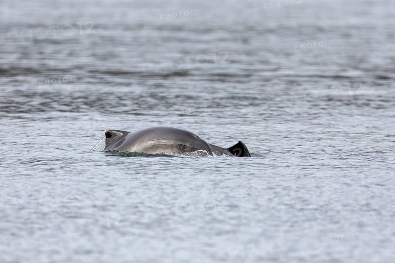 When the young Harbour porpoises (Phocoena phocoena) break the surface of the water, their eyes are apparently always closed, Denmark
