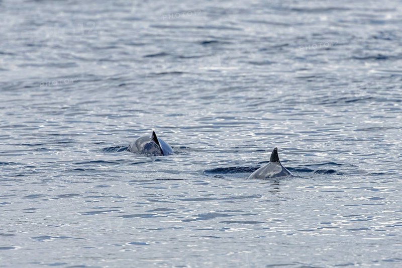Two Harbour porpoises (Phocoena phocoena) in search of a school of fish, Denmark