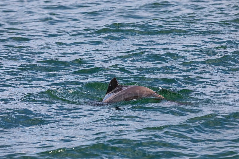 In heavy swell, it is almost impossible to photograph the Harbour porpoise (Phocoena phocoena), as it is difficult to see the small whales between the waves, Denmark