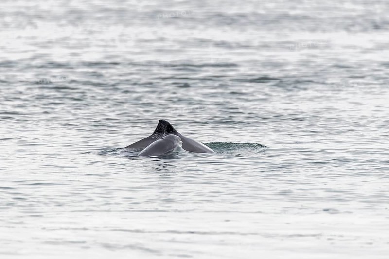 Photographing the Harbour porpoise (Phocoena phocoena) is very difficult, as it usually only takes 1 - 2 seconds to emerge, after which it reappears elsewhere and you never know where, Denmark
