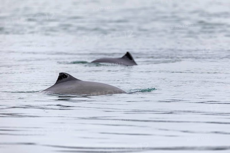 The Harbour porpoise (Phocoena phocoena) is a very small species of cetacean and, with a bit of luck, can be observed along the German North Sea and Baltic coasts, Denmark