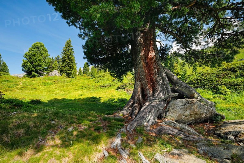 Old pine on Engstlenalp in Gental, Canton of Bern, Switzerland