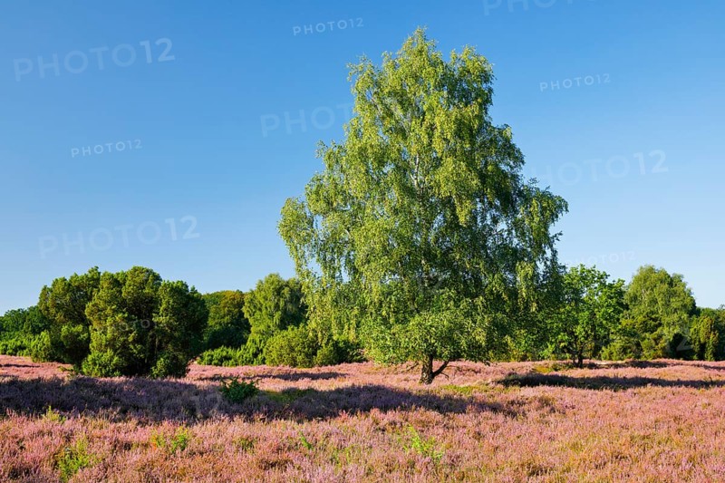 Birches and junipers in the blooming LÃ¼neburg Heath, Lower Saxony, Germany