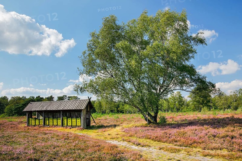 Beehives in the midst of the blooming LÃ¼neburger Heide, Lower Saxony, Germany
