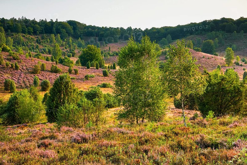 Trees and blooming heath at Totengrund in the LÃ¼neburger Heide nature park Park, Lower Saxony, Germany