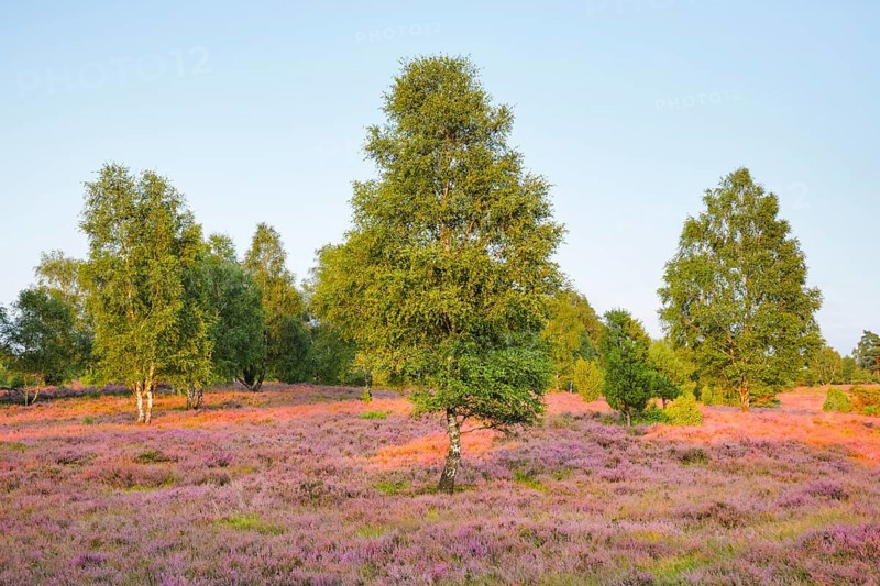 Birch trees in the midst of the blooming LÃ¼neburg Heath, Lower Saxony, Germany
