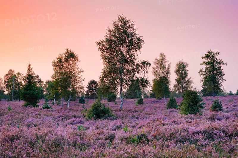 Colourful evening mood over birch trees in the blooming LÃ¼neburg Heath, Lower Saxony, Germany