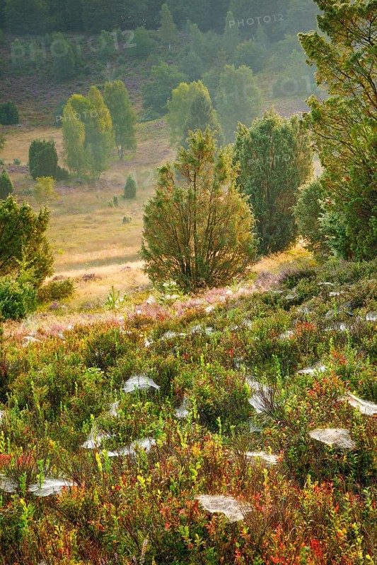 Trees and blooming heath at Totengrund in the LÃ¼neburgmer Heide nature park Park, Lower Saxony, Germany