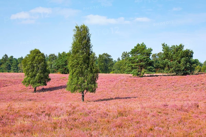 Free-standing birch trees in the blooming LÃ¼neburger Heide, Lower Saxony, Germany