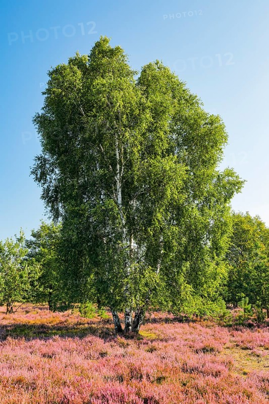 Large birch tree in the blooming LÃ¼neburg Heath, Lower Saxony, Germany