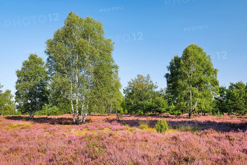 Large birch trees in the blooming LÃ¼neburg Heath, Lower Saxony, Germany