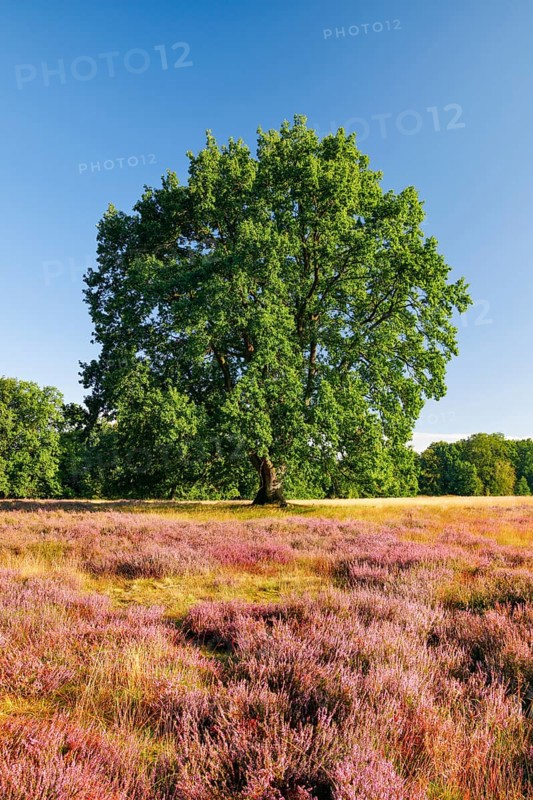 Large oak tree in the blooming LÃ¼neburger Heide, Lower Saxony, Germany