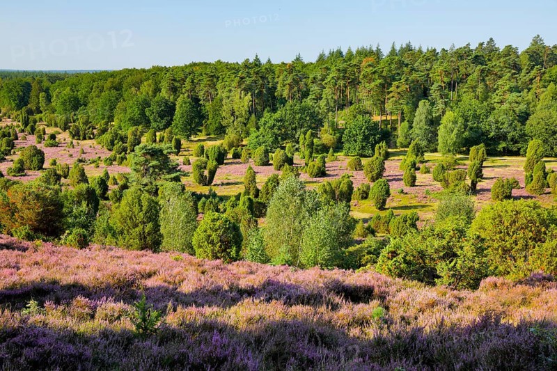 Trees and blooming heath near Steingrund in the LÃ¼neburger Heide nature park Park, Lower Saxony, Germany