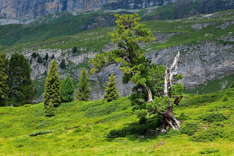 Old pine on Engstlenalp in Gental, Canton of Bern, Switzerland