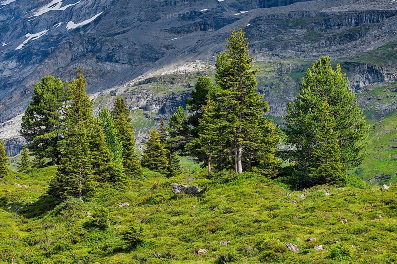 Spruces on Engstlenalp, Canton of Bern, Switzerland