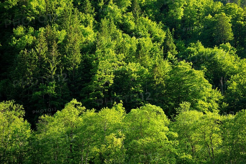 Beech forest in Klöntal, Canton of Glarus, Switzerland