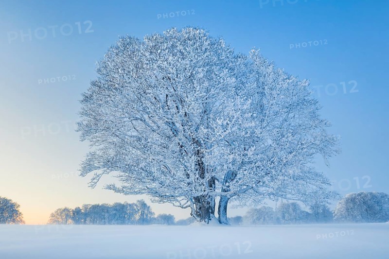Deep snow-covered beech trees at blue hour in the NeuchÃ¢tel Jura, Switzerland