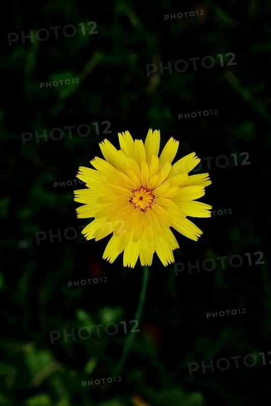 Small hawkweed, also mouse-eared hawkweed or long-haired hawkweed (Hieracium pilosella), medicinal plant used medicinally as a diuretic, in addition, it has a mild psychoactive effect that is compared to that of cannabis, close-up against a black background, Wilnsdorf, North Rhine-Westphalia, Germany