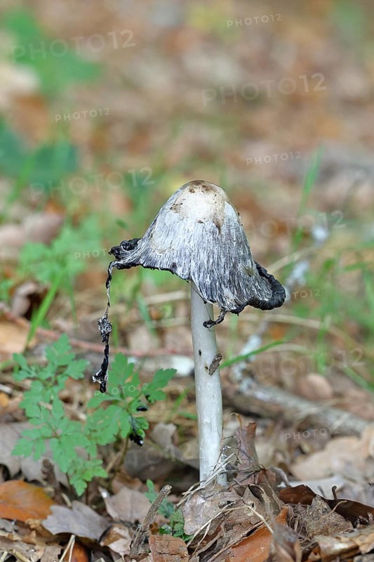 Crested intling (Coprinus comatus) that grows in a green meadow with the gills melting under the hat or turning into a black liquid filled with spores, Wilnsdorf, North Rhine-Westphalia, Germany