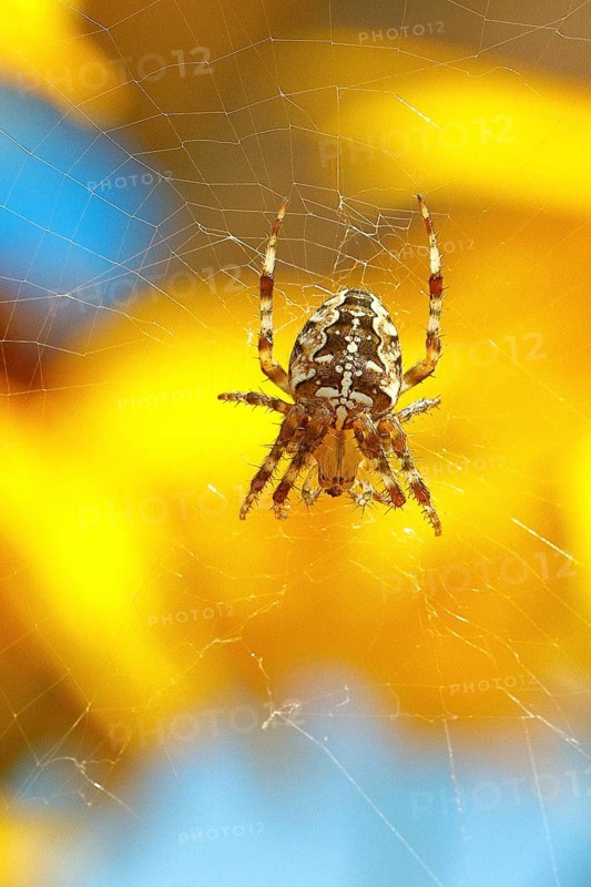 Aculepeira ceropegia, (Araneus ceropegia), macro photograph, spider, arachnid, Wilnsdorf, North Rhine-Westphalia, Germany