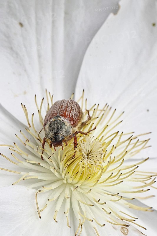 May beetle, field may beetle (Melolontha melolontha), female on the flower of clematis (Clematis), Wilnsdorf, North Rhine-Westphalia, Germany