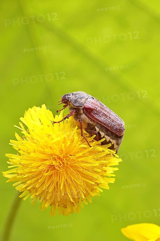 Cockchafer, field cockchafer (Melolontha melolontha), female on a dandelion (Taraxacum) flower, Wilnsdorf, North Rhine-Westphalia, Germany