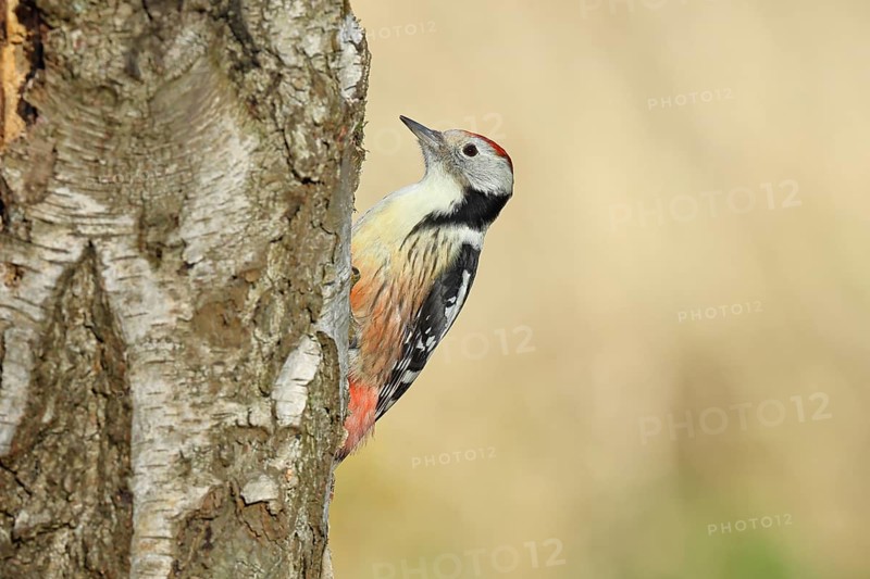 Middle woodpecker (Dendrocopos medius), foraging on the trunk of a common birch (Betula pendula), wildlife, woodpeckers, nature photography, autumn, Wilnsdorf, North Rhine-Westphalia, Germany