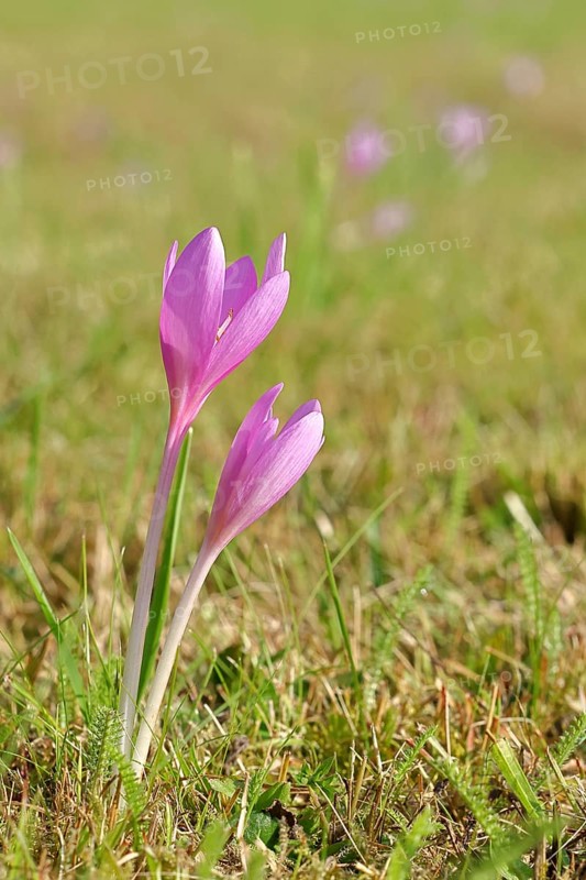 Autumn crosses (Colchicum autumnale), timeless plants (Colchica) half-opened flowers in a meadow, endangered, protected poisonous plant species, native nature, wet meadow, autumn herald, season, autumn, onion plant, poisonous plant, Wilnsdorf, North Rhine-Westphalia, Germany