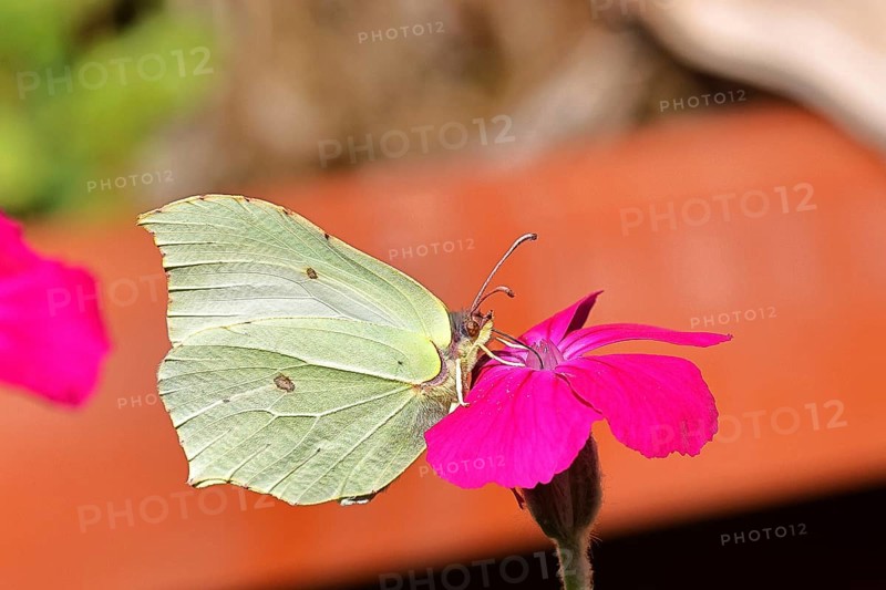 Lemon butterfly (Gonepteryx rhamny) on crown campion (Lychnis coronaria), in a nature garden, Wilnsdorf, North Rhine-Westphalia, Germany