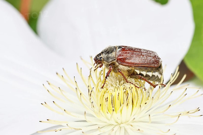 May beetle, field may beetle (Melolontha melolontha), female on the flower of clematis (Clematis), Wilnsdorf, North Rhine-Westphalia, Germany