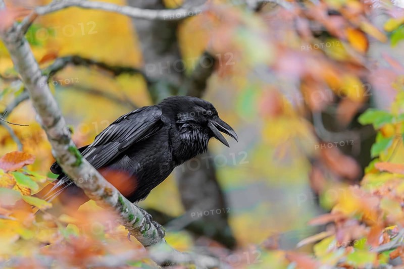A common raven (Corvus corax) sits in an autumnal colored tree. Austria