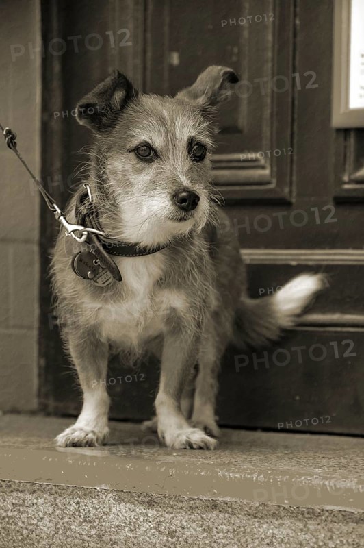 Dog, Foxi mix on a leash, cuttlefish, Hanseatic City of LÃ¼beck, Schleswig-Holstein, Germany