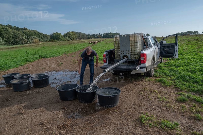 Young shepherd fills water tubs in the pasture for his sheep (Ovis gmelini aries), Othenstorf, Mecklenburg-Western Pomerania, Germany
