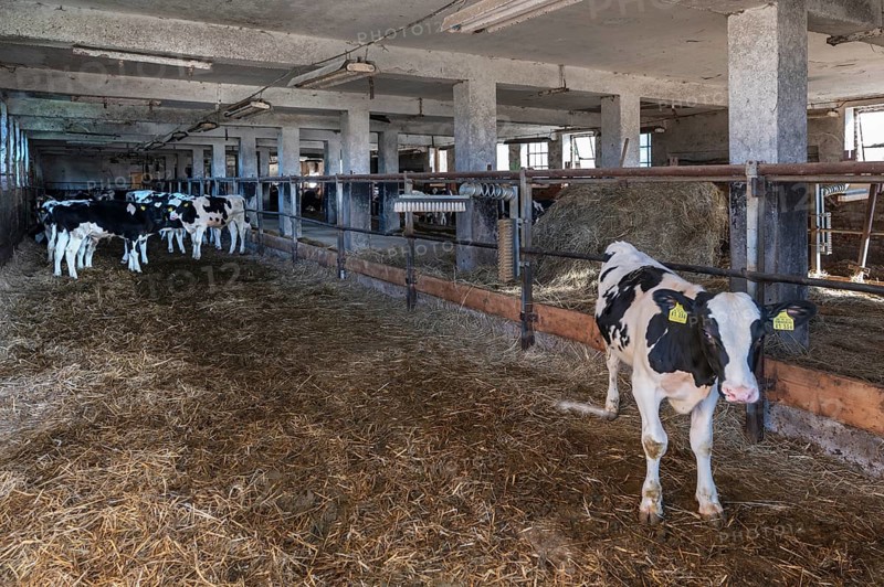 Old cowshed with free-ranging calves, agricultural cooperative, Mecklenburg-Western Pomerania, Germany
