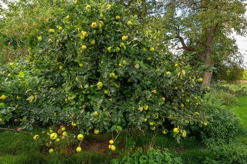 Quince tree (Cydonia oblonga) full of ripe fruits, orchard at Gut Othenstorf, Mecklenburg-Western Pomerania, Germany