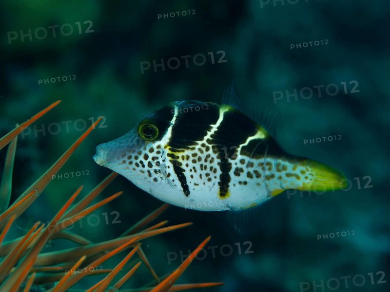 Small filefish, mimicry filefish (Paraluteres prionurus) with black-yellow stripes swims next to orange spines. Spice Reef Dive Site, Penyapangan, Bali, Indonesia