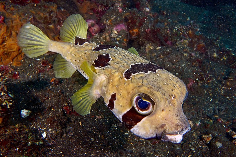 Masked hedgehog fish (Diodon liturosus) with intensive eyes and distinctive scale structure in the ocean. USAT Liberty Dive Site, Tulamben, Bali, Indonesia