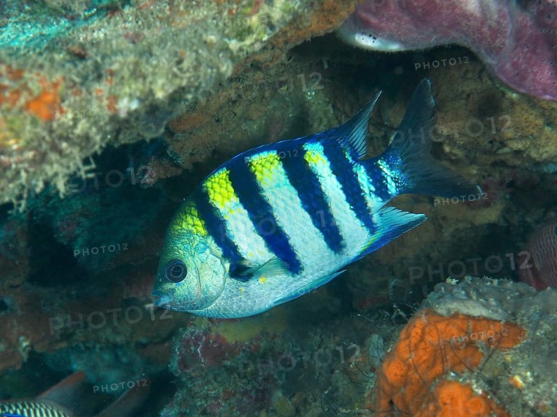 A striped Indo-Pacific sergeant (Abudefduf vaigiensis) with blue and yellow colors swims near corals. Close Encounters dive site, Permuteran, Bali, Indonesia