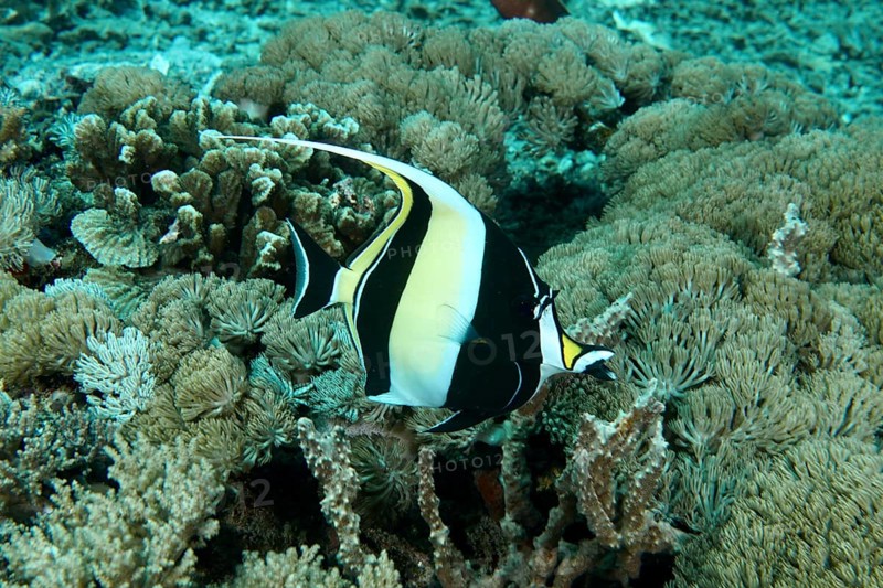 A black-yellow-white halter fish (Zanclus cornutus) swims between corals in the sea. SD Dive Site, Nusa Ceningan, Nusa Penida, Bali, Indonesia