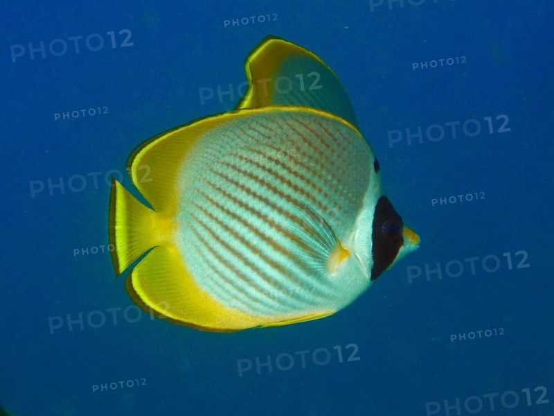 A yellow-black panda butterflyfish (Chaetodon adiergastos) swims in a clear blue ocean. Pidada Dive Site, Penyapangan, Bali, Indonesia