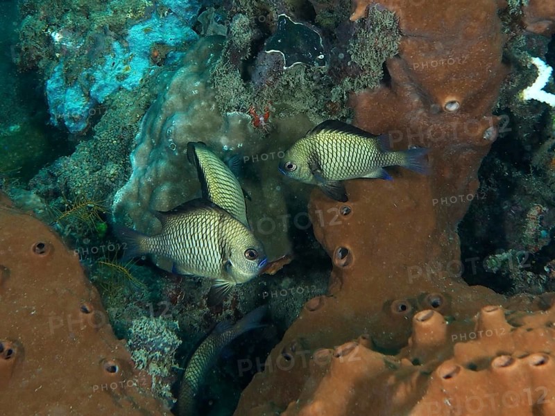Web Prussian fish (Dascyllus reticulatus) in front of brown sea sponge. Spice Reef Dive Site, Penyapangan, Bali, Indonesia