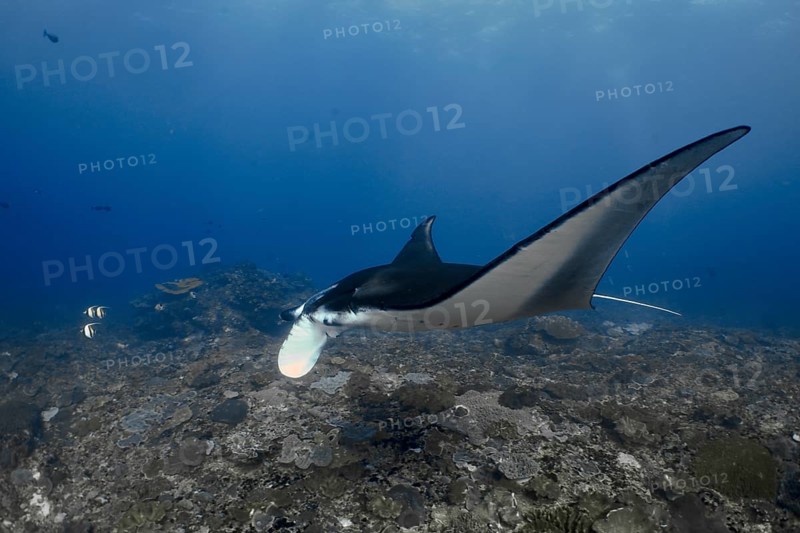 Elegant manta ray, reef manta (Mobula alfredi), swims across a coral floor in the ocean. Manta Point Dive Site, Nusa Ceningan, Nusa Penida, Bali, Indonesia