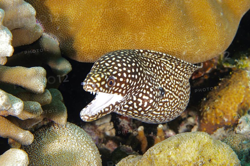 A spotted moray eel, pearl moray, white-mouthed moray (Gymnothorax meleagris), between colorful corals in the reef. Coral Garden Dive Site, Menjangan, Bali, Indonesia