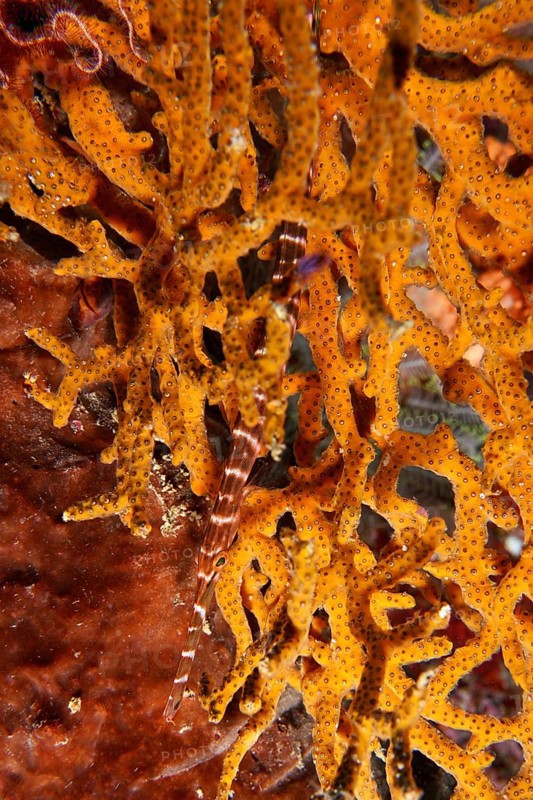 Pacific trumpetfish (Aulostomus chinensis) hides in coral structure. SD Dive Site, Nusa Ceningan, Nusa Penida, Bali, Indonesia