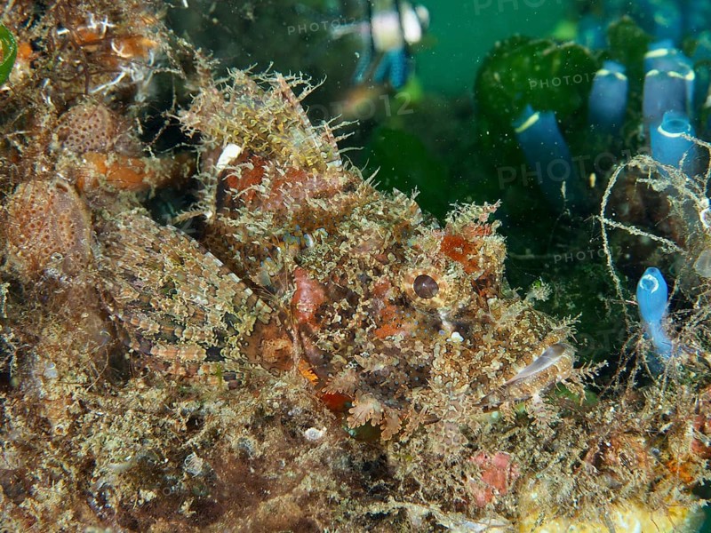 Well-camouflaged Papua dragon head (Scorpaenopsis papuensis) in dense underwater vegetation. Secret Bay Dive Site, Gilimanuk, Bali, Indonesia