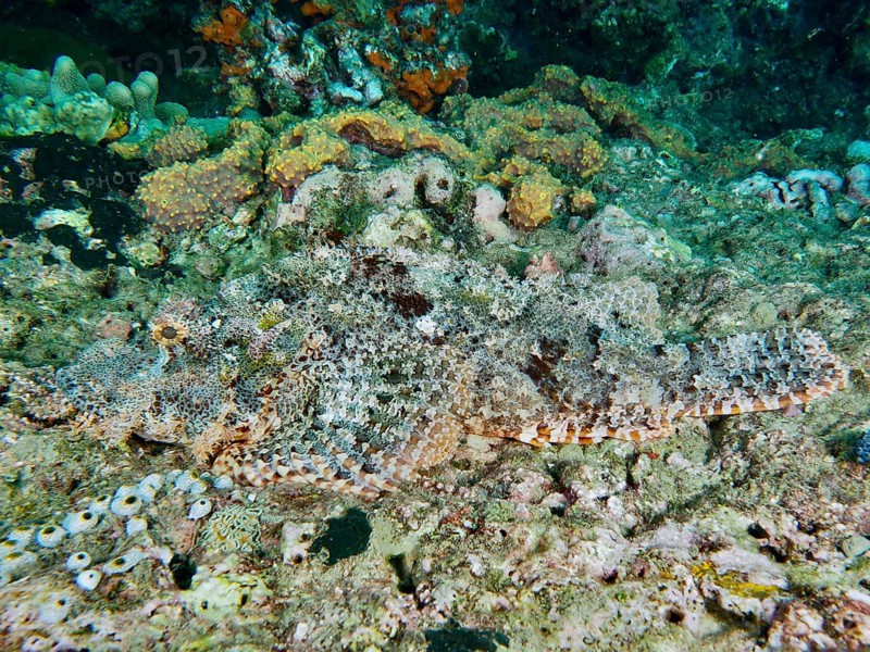 Perfectly camouflaged Papua dragon head (Scorpaenopsis papuensis) lies motionless on a coral reef. Prapat Dive Site, Penyapangan, Bali, Indonesia