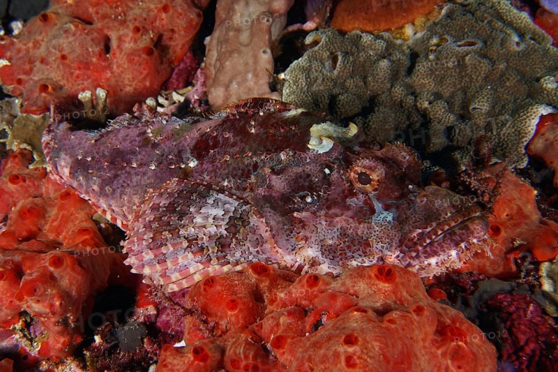 A Papuan dragon head (Scorpaenopsis papuensis) rests on red sea sponges, perfectly camouflaged in the area. Toyapakeh Dive Site, Nusa Ceningan, Nusa Penida, Bali, Indonesia
