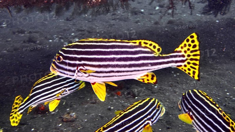 Group of striped fish, Oriental sweet lip (Plectorhinchus vittatus), swimming across the seabed. USAT Liberty Dive Site, Tulamben, Bali, Indonesia