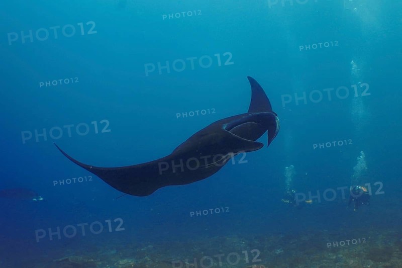 A black manta ray, reef manta (Mobula alfredi), glides majestically through the blue water of the ocean, divers in the background. Manta Point Dive Site, Nusa Ceningan, Nusa Penida, Bali, Indonesia